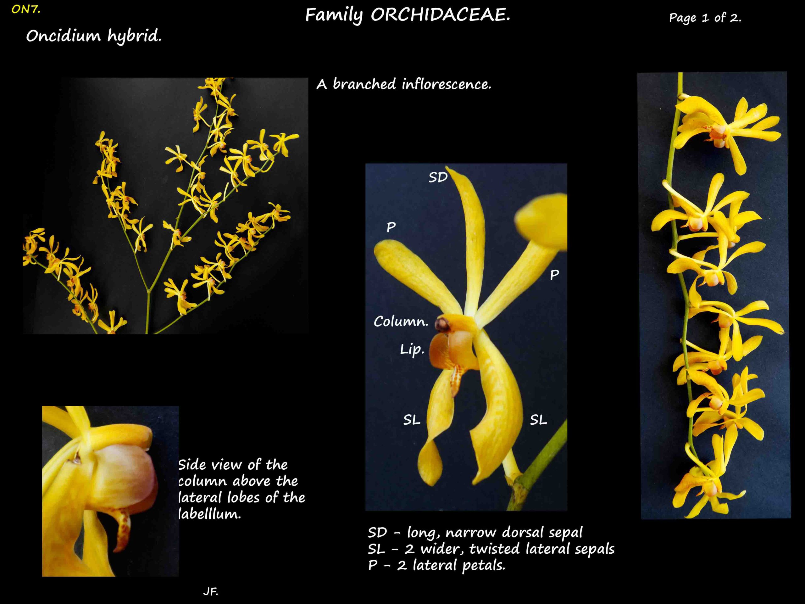 8 Yellow Oncidium hybrid 1a